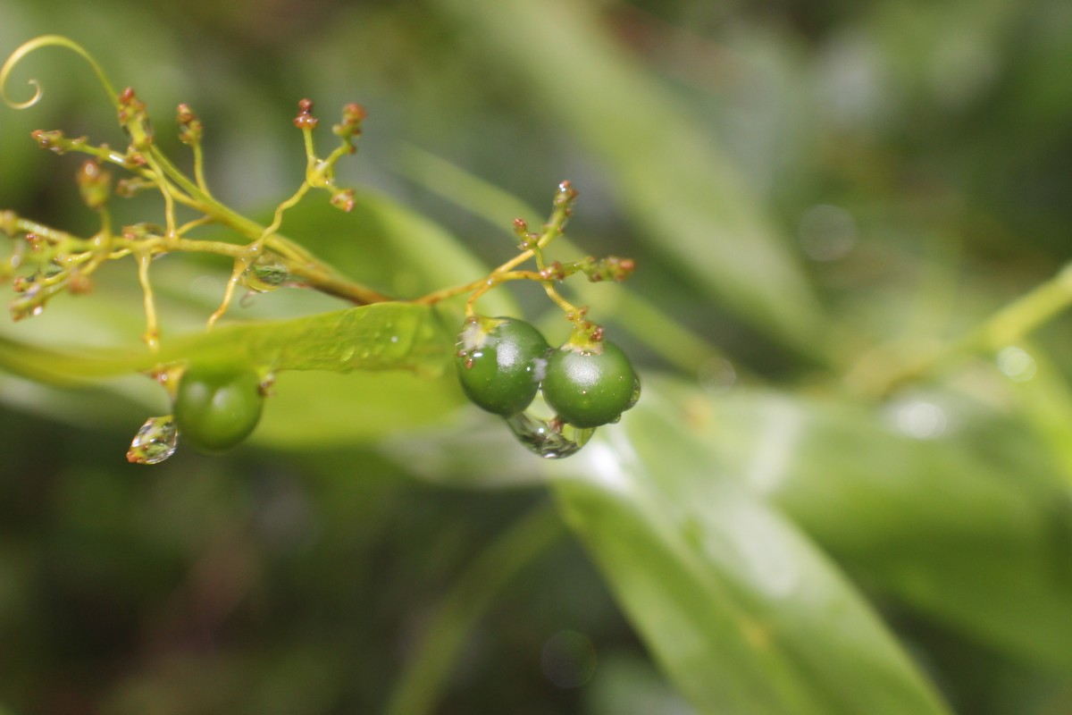 Flagellaria indica L.